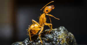 Ameisensäure wird natürlicherweise von Ameisen und kleinen Insekten produziert